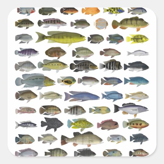 Poster Cichlid Group Vierkante Sticker (Voorkant)