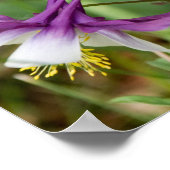 Poster Columbine Blooms (Hoek)