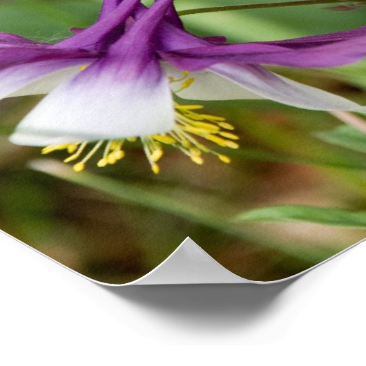 Poster Columbine Blooms (Hoek)