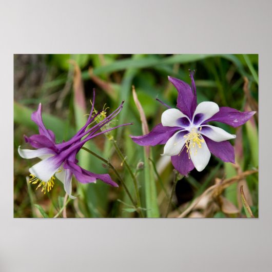 Poster Columbine Blooms (Voorkant)