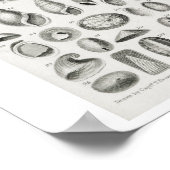 POSTER  CONCHOLOGIE-ILLUSTRATIE (Hoek)