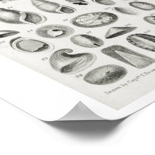 POSTER  CONCHOLOGIE-ILLUSTRATIE (Hoek)