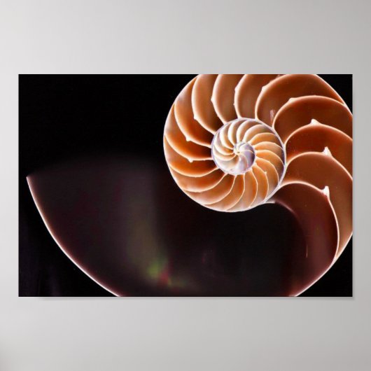 Poster - Cooper Fibonacci Sequence Shell (Voorkant)