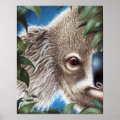 Poster Curios Koala (Voorkant)