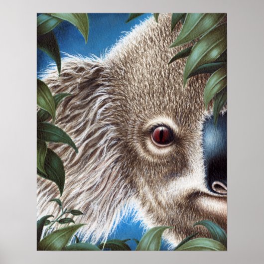 Poster Curios Koala (Voorkant)