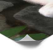 Poster Cute Puppy Gaejook 개 죽 이 (Hoek)