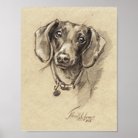 Poster - Dachshund portretgrootte 8,5 x 11 inch (Voorkant)