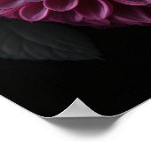 Poster Dahlia Flowers (Hoek)