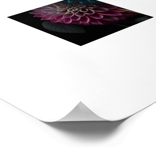 Poster Dahlia Flowers (Hoek)