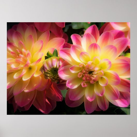 Poster-Dahlias Poster (Voorkant)