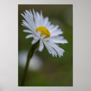 Poster Daisy Bloem Natuur Fotografie