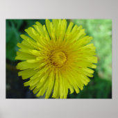 Poster - Dandelion (Voorkant)