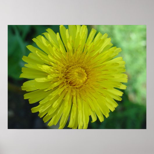 Poster - Dandelion (Voorkant)