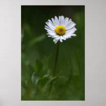 Poster - De Eenzame Madelief