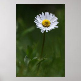 Poster - De Eenzame Madelief