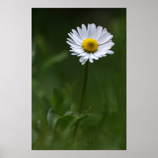 Poster - De Eenzame Madelief (Voorkant)