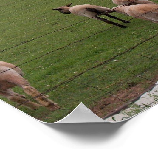 Poster/De Goede Shepherd Poster (Hoek)