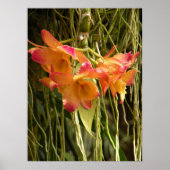 Poster, Dendrobium Orchids Oranje en Roze Poster (Voorkant)