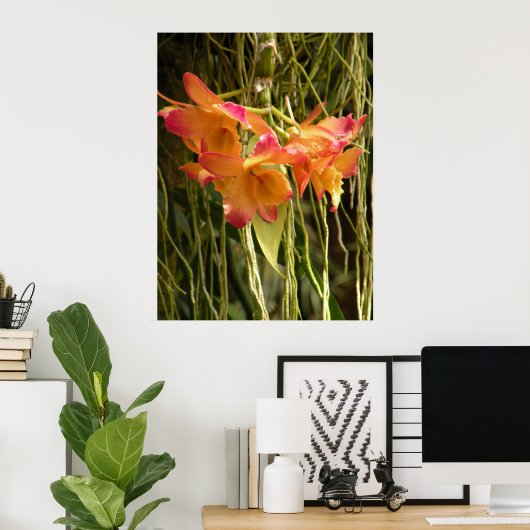 Poster, Dendrobium Orchids Oranje en Roze Poster (Thuiskantoor)