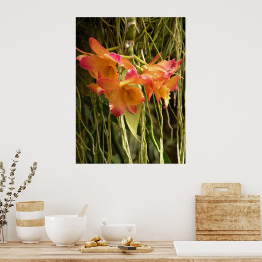 Poster, Dendrobium Orchids Oranje en Roze Poster (Keuken)