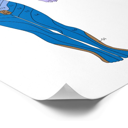Poster Dermatome-diagram (Hoek)