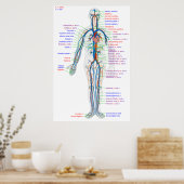 Poster Diagram Humaan Circulatoir Systeem Arteria (Keuken)