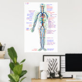 Poster Diagram Humaan Circulatoir Systeem Arteria (Thuiskantoor)