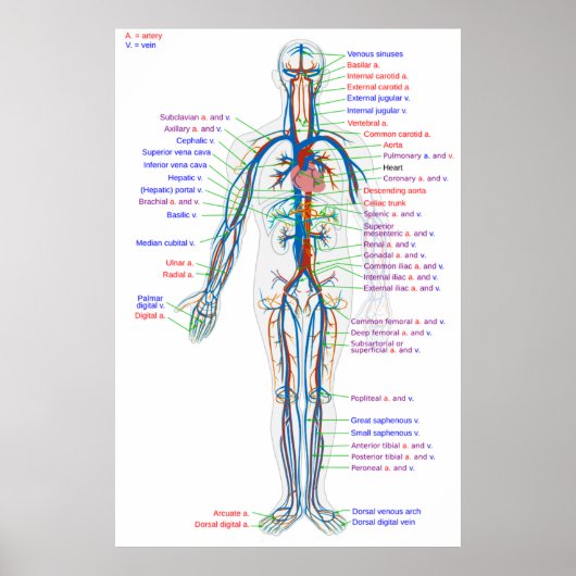Poster Diagram Humaan Circulatoir Systeem Arteria (Voorkant)