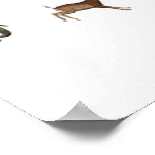 Poster dierentuin (Hoek)