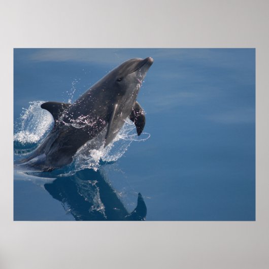 Poster dolfijn (Voorkant)