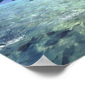 Poster dolfijnen (Hoek)