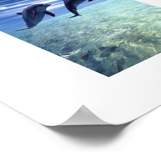 Poster dolfijnen (Hoek)