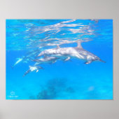 poster "Dolphin Family" (Voorkant)