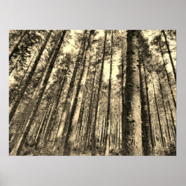 Poster dramatische bosbomen