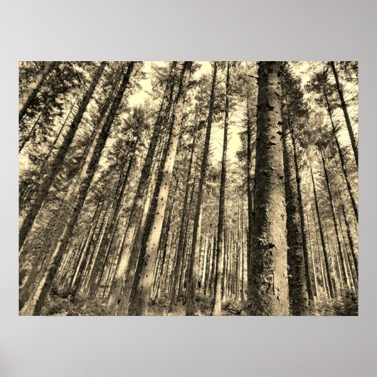 Poster dramatische bosbomen (Voorkant)