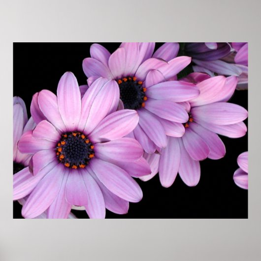 Poster, drie Paarse dagen Poster (Voorkant)