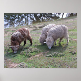 Poster - Drie schapen