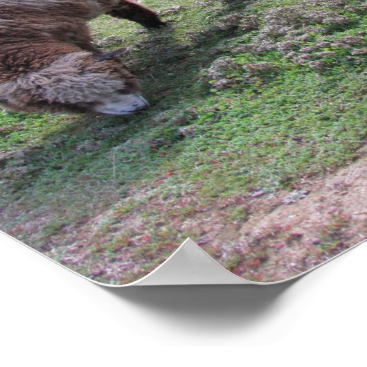 Poster - Drie schapen (Hoek)