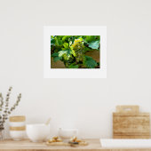 Poster druiven (Keuken)