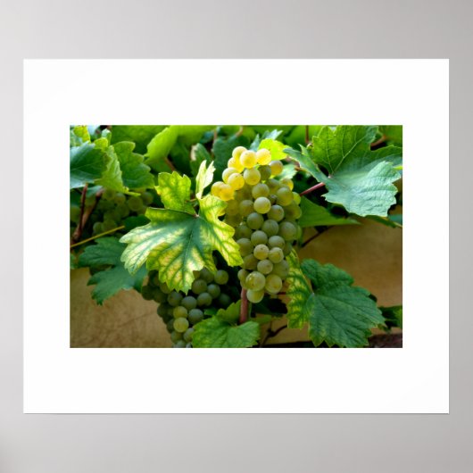 Poster druiven (Voorkant)