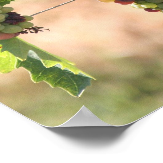 Poster druiven (Hoek)