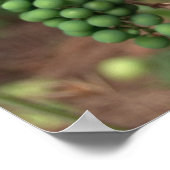 Poster druiven (Hoek)