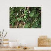Poster druiven (Keuken)