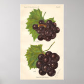 Poster  druiven (Voorkant)