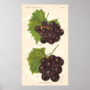 Poster  druiven