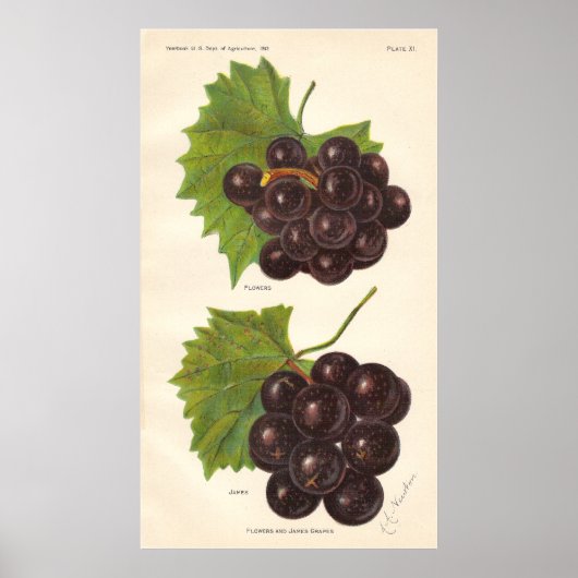 Poster  druiven (Voorkant)