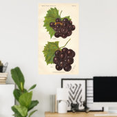 Poster  druiven (Thuiskantoor)