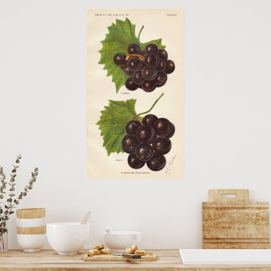 Poster  druiven (Keuken)