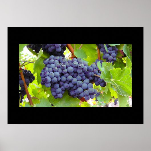 Poster druiven (Voorkant)