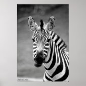 POSTER DSC_8249, Zebra-glimlach (Voorkant)